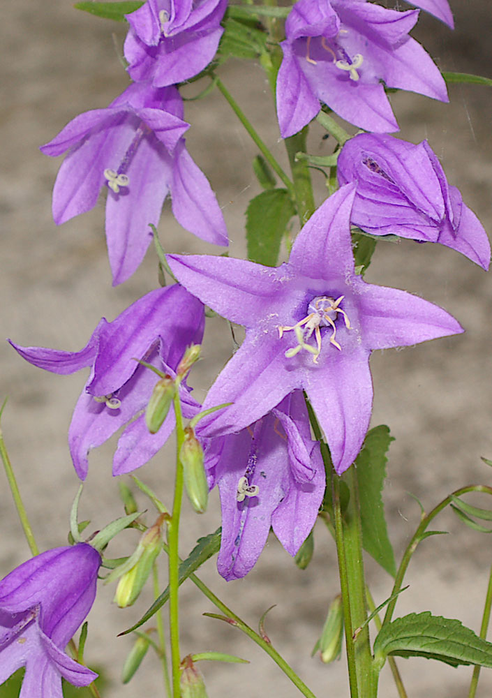Campanula rapunculoides / Campanula serpeggiante